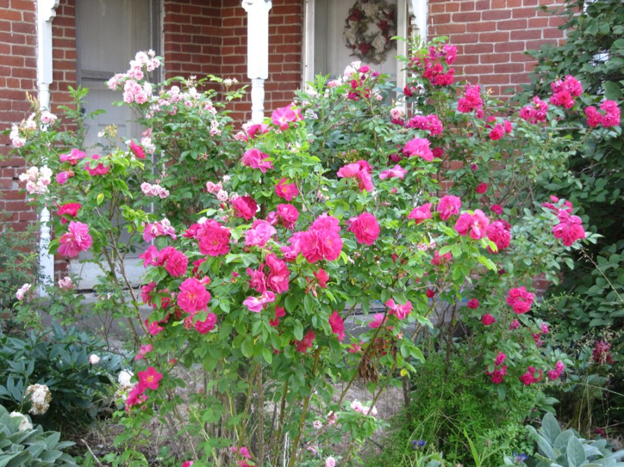 A mix of Old Garden Roses and shrubs, including ‘Pink Grootendorst’ (left), apothecary’s rose (R. gallica officinalis) (front-center) and ‘F.J. Grootendorst’ surround the entrance with a welcoming fragrance. 