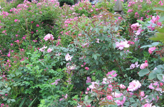 A mix of roses and perennials in various shades of pink makes a striking border.