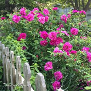 Roseraie de la Hay Rugosa