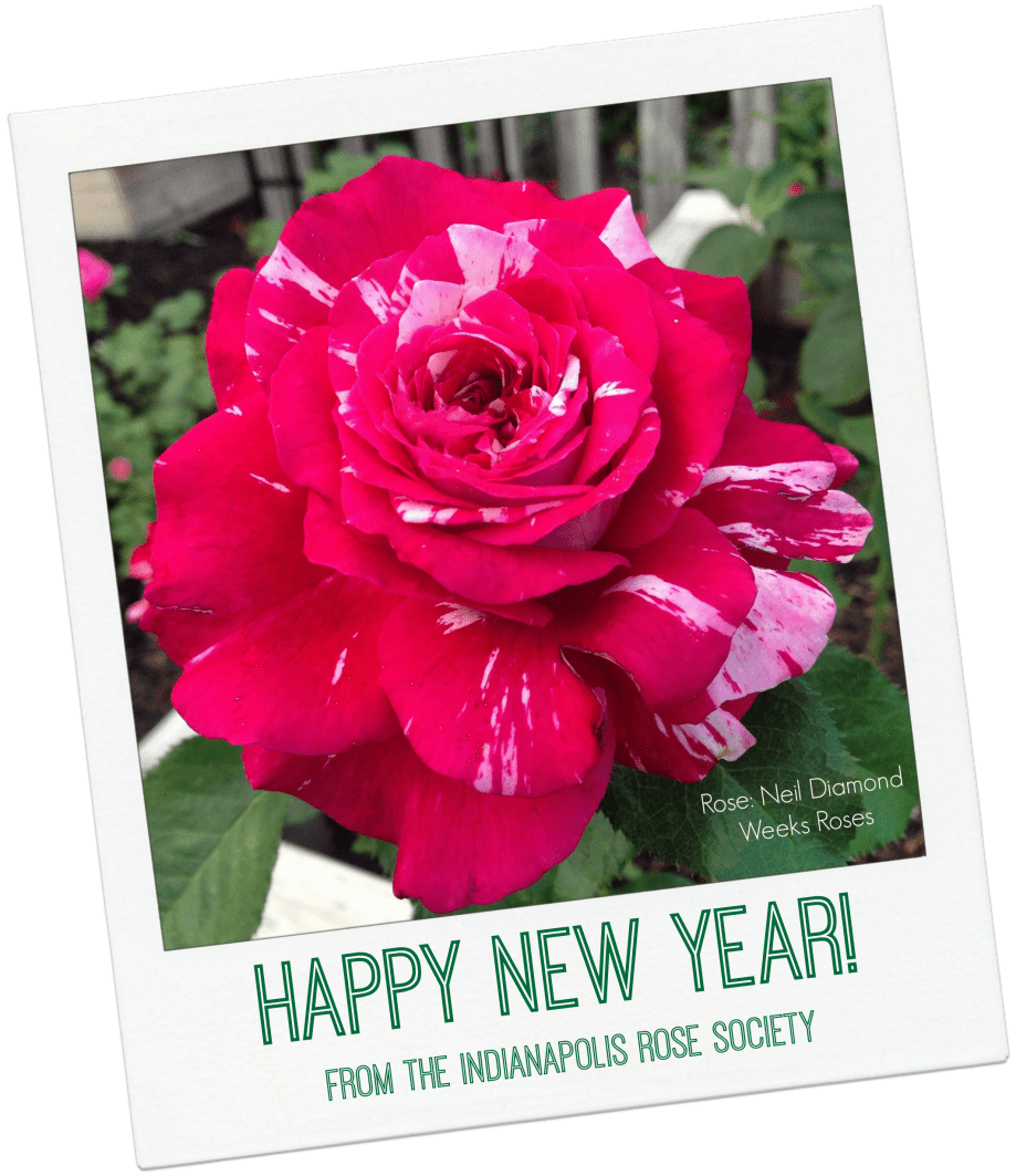 IRS_Happy New Year.png