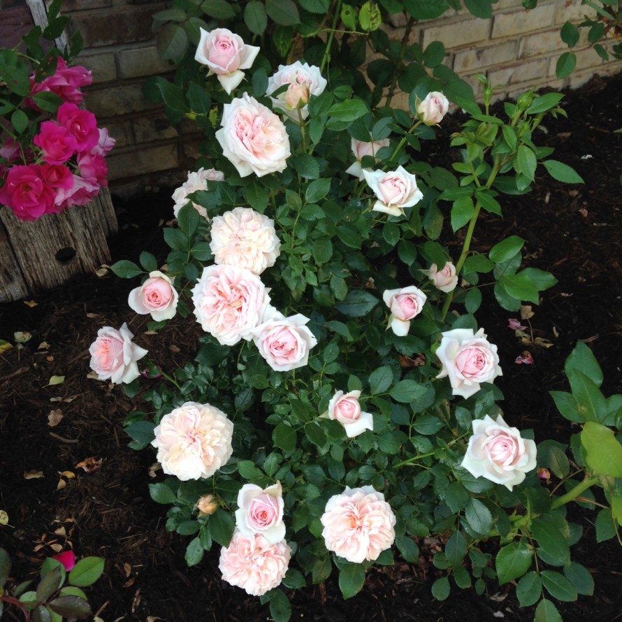 TGIF We’re Bloomin’ | Indianapolis Rose Society
