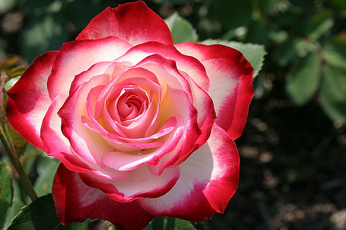 169246115_c12f6ab477_z