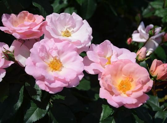 1ababc93ff122e1de7d76b66c1c82f4a