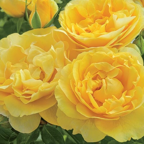 49f9ec535bd01a6d59f3a3d289162576