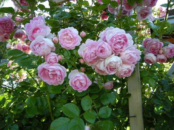 4d7f87cc0859c563cfe963963012a162