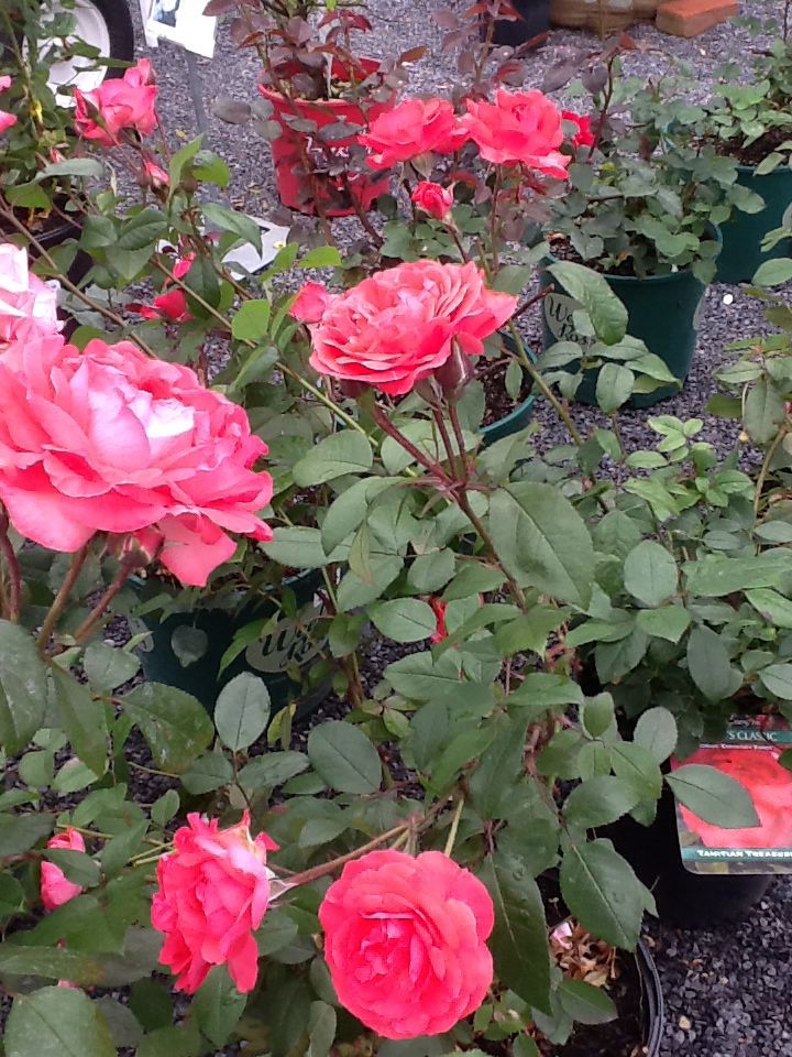 809fd8ecad607cfef32aa3de6a2e3a46