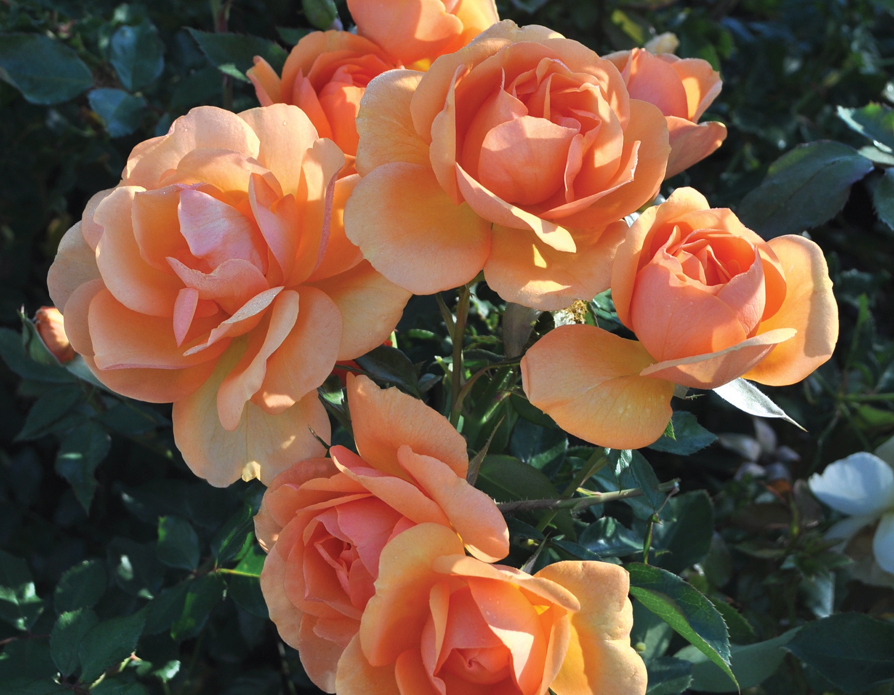 What's the Hardest Rose Question? | Indianapolis Rose Society